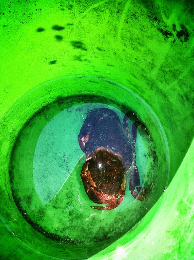 1st crab of the season