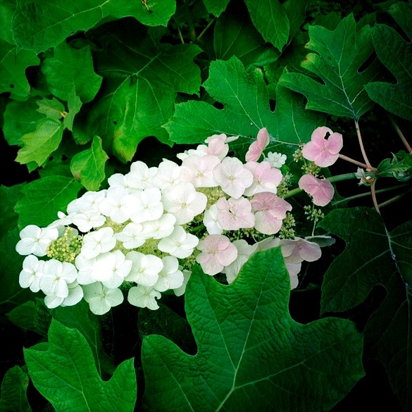 Hydrangea