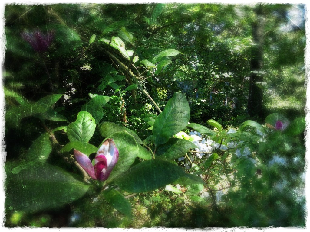 Wordless Wednesday 6-12