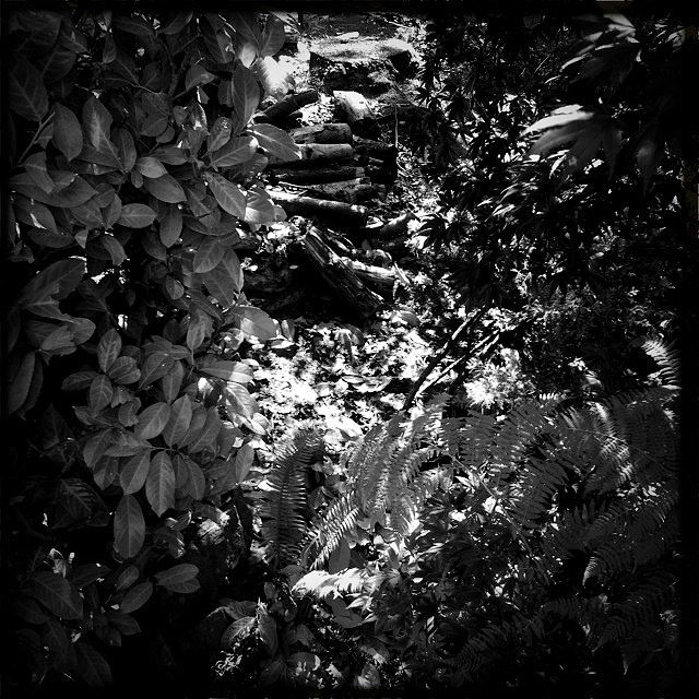 Phoneography Monday 2 8-5-13