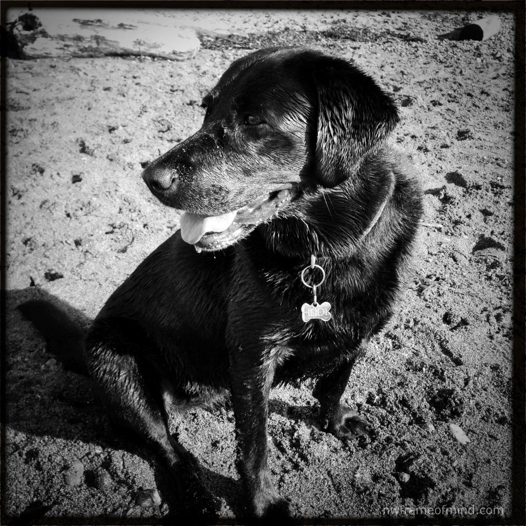 Black and White Animals