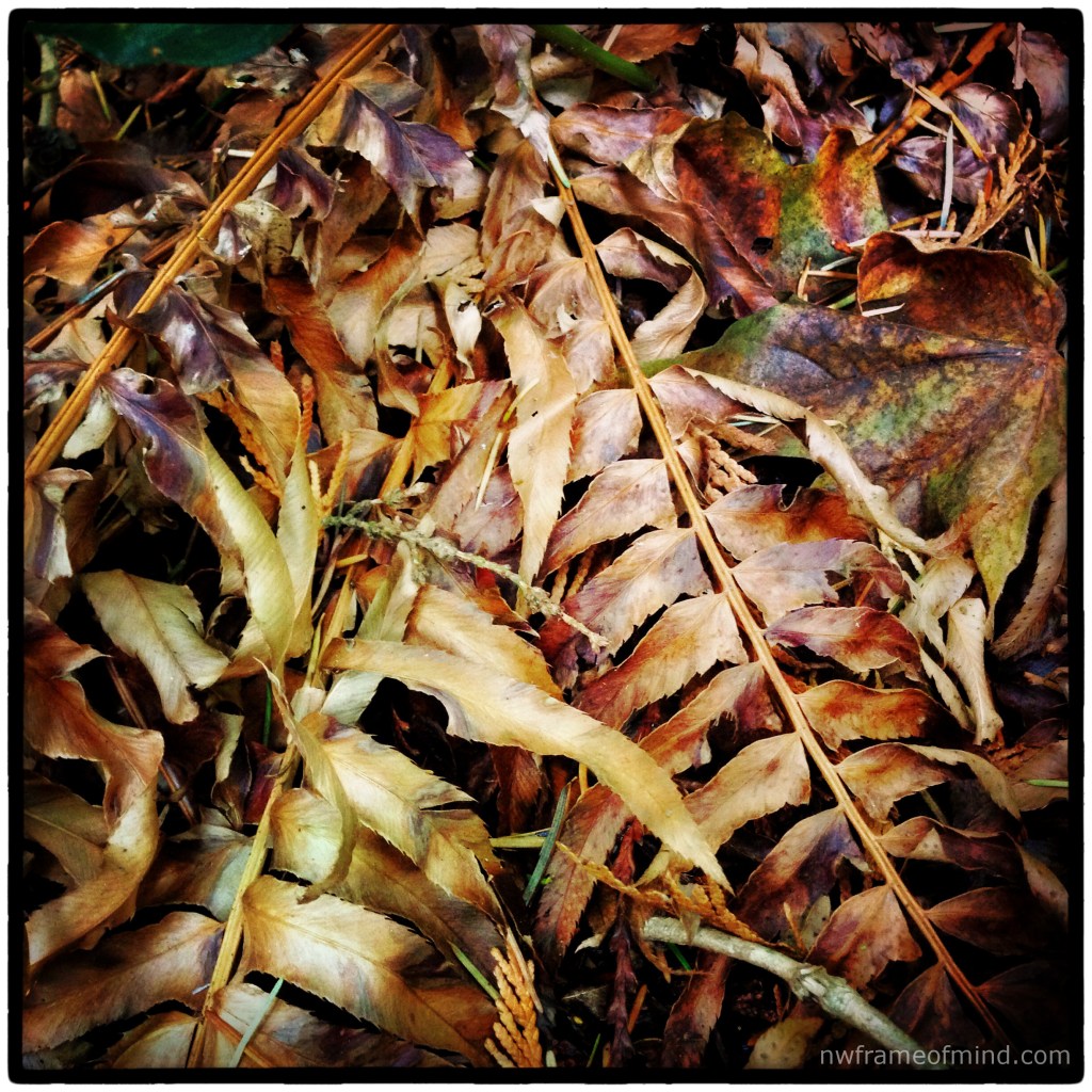 iPhone Monday 11-11-13