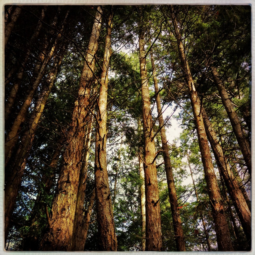 Wordless Wednesday 1-15-14