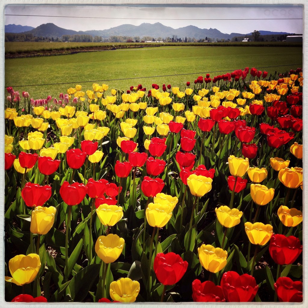 2014 Tulip Festival 1
