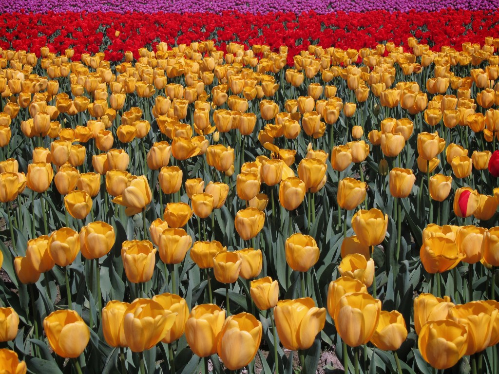 2014 Tulip Festival 2