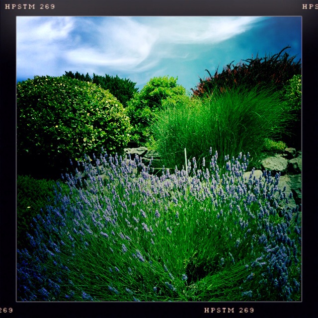 iPhoneography Monday:  7-7-14