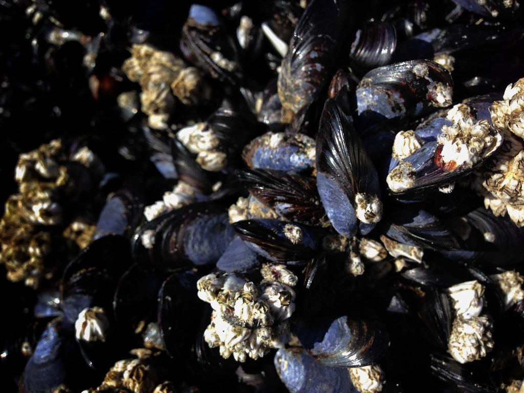 iPhone Monday 8-11-14