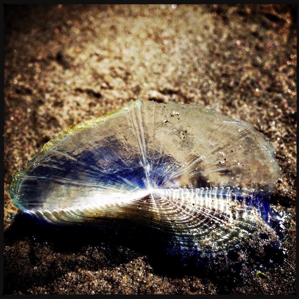 iPhoneography Monday:  Macro (Velella Velella on the Washington&nbsp;Coast)