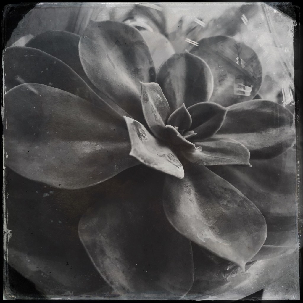 Sally D’s Mobile Photography Challenge:  Black and White&nbsp;Succulent