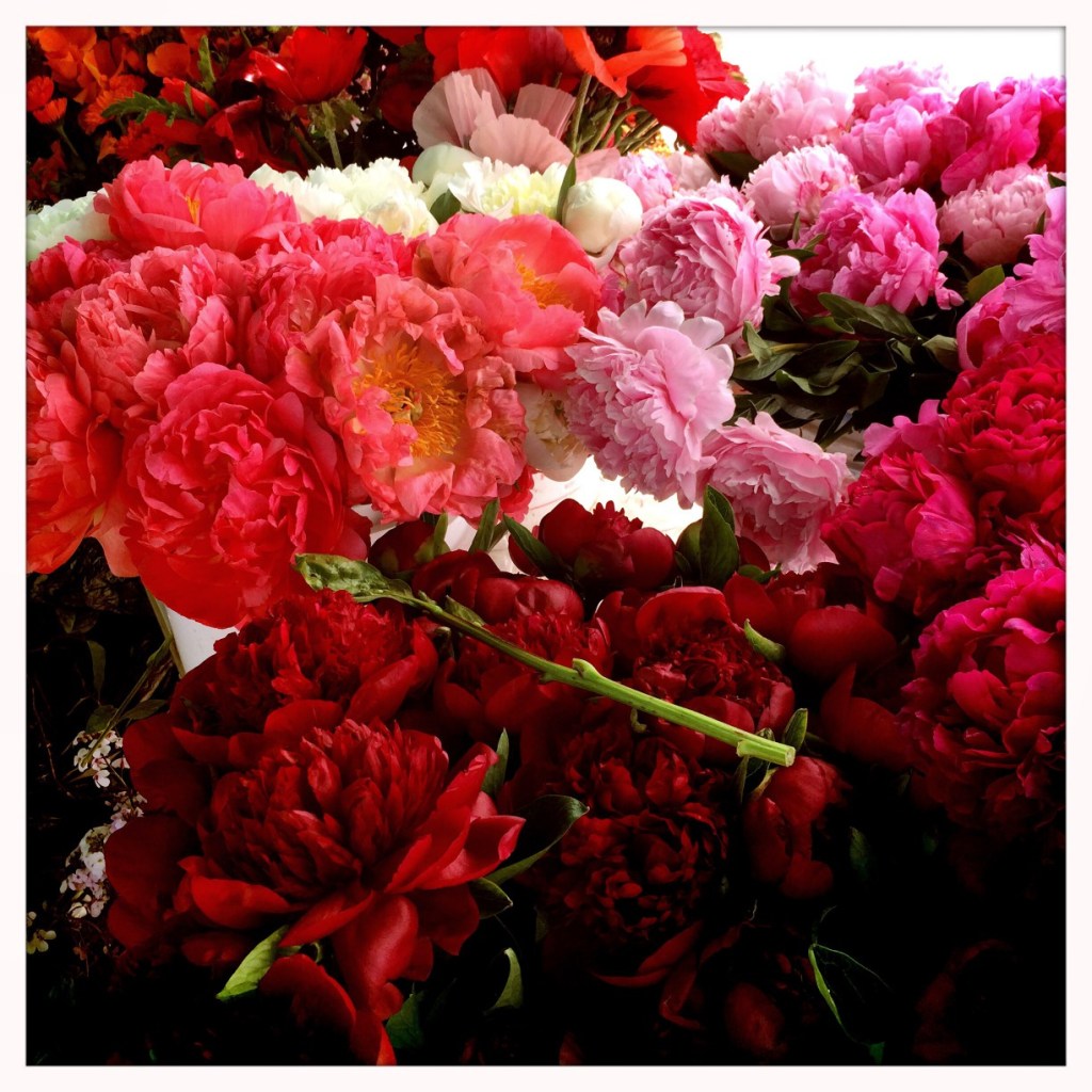 Weekly Photo Challenge: Vivid&nbsp;Peonies