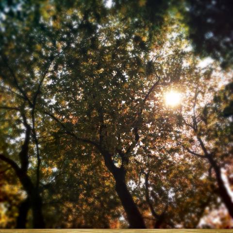 Wordless Wednesday 10-14-15 (Change is in the&nbsp;Air)