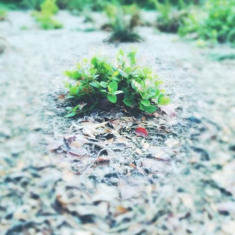 A Surprise Every Day:  Shaking Up November With Hipstamatic (week&nbsp;3)