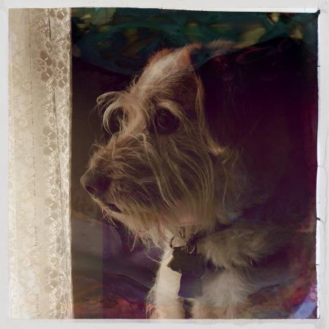 Sally D’s Mobile Photography Challenge:  Challenger’s Choice (Shades of&nbsp;Finn)