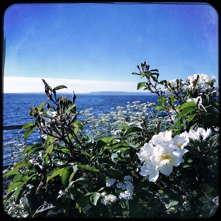 Shades of Blue:  Part 6 Summer Skies and Garden&nbsp;Flowers