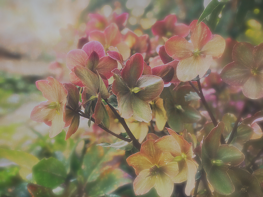 Wordless Wednesday 4-26:  Winter Flowers in&nbsp;April