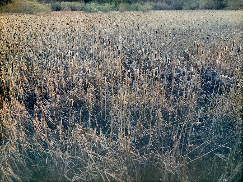 Spring Cattails in Edmonds, WA
