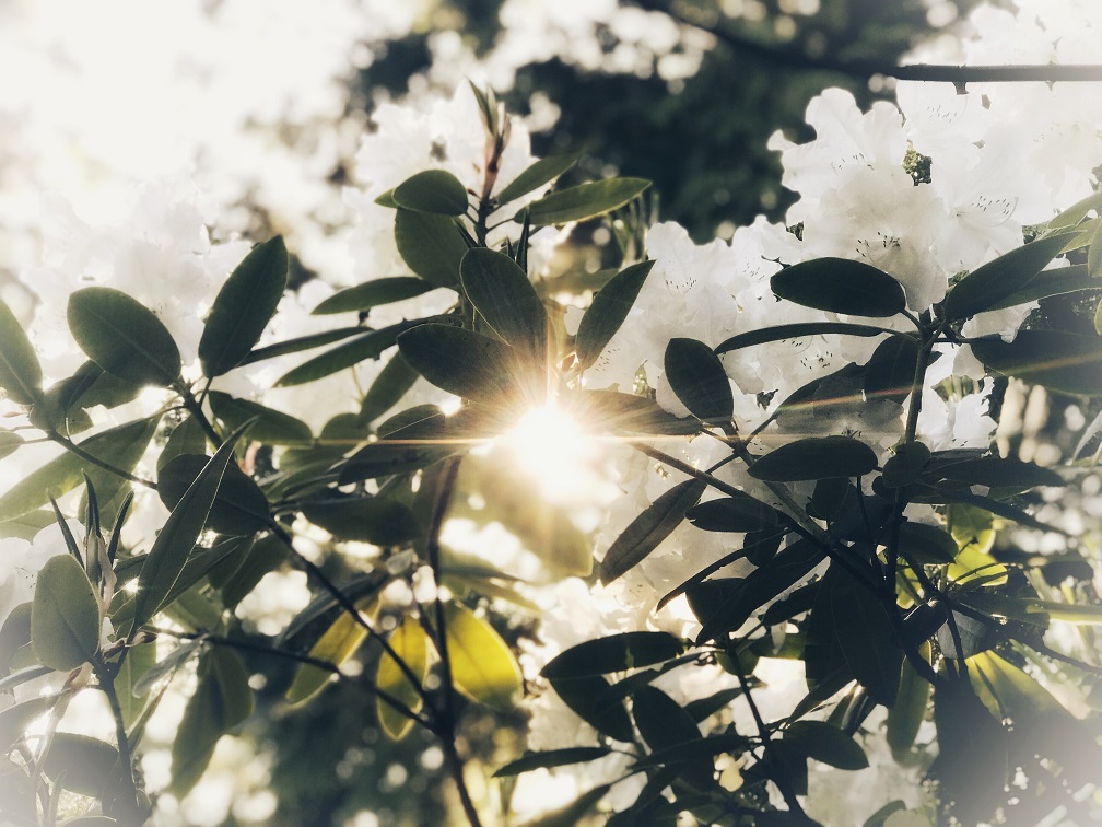 Wordless Wednesday 5-15-18:  Let the Sunshine&nbsp;In