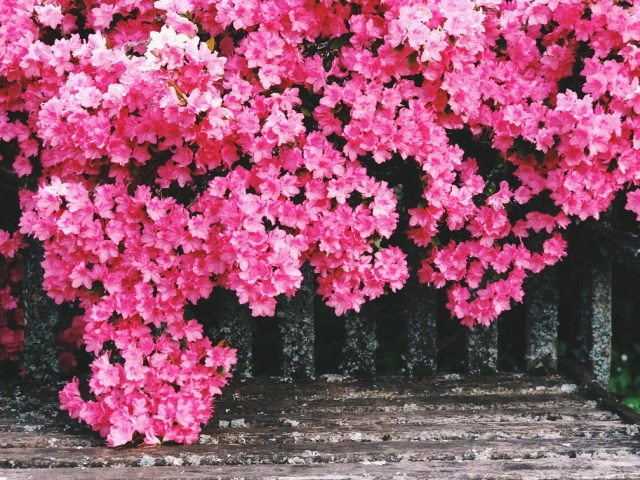 Pretty pink azaleas in the garden