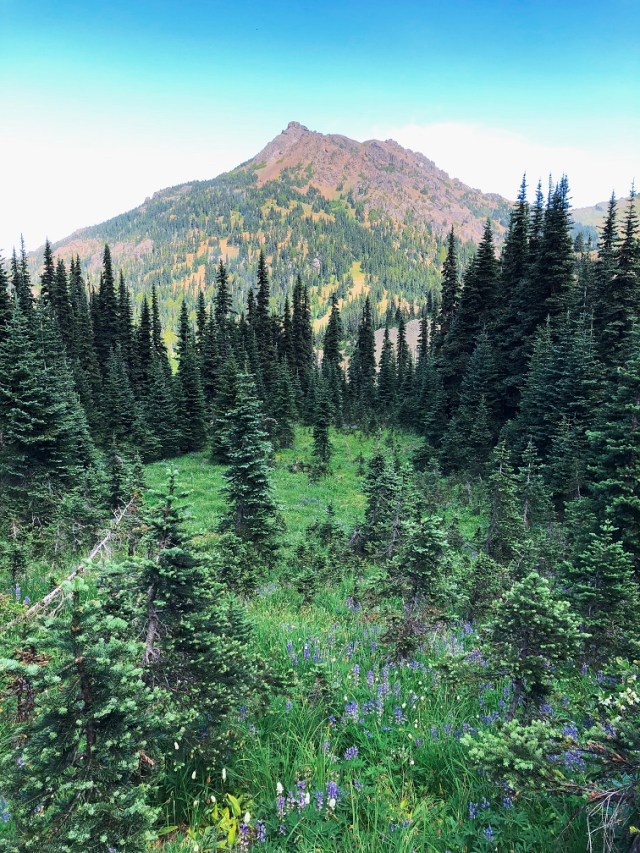 Mountain wildflowers in Washington State's Olympic National Park