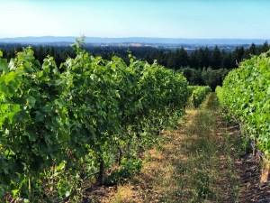 Grape vines in Oregon wine country