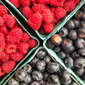 Fresh picked berries in Oregon