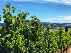 Grape vines in Oregon
