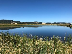 Blue pond at an Oregon farm.
