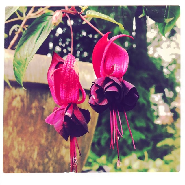 Winter garden in the PNW